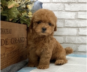 Poodle (Toy) Puppy for sale in MANHATTAN, NY, USA