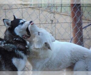 Siberian Husky Dogs for adoption in Pacific grove , CA, USA