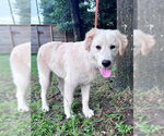 Small #14 Great Pyrenees
