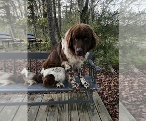 Father of the Newfoundland puppies born on 12/26/2025