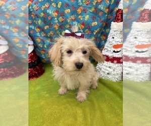 Maltipoo Puppy for sale in LANCASTER, MO, USA