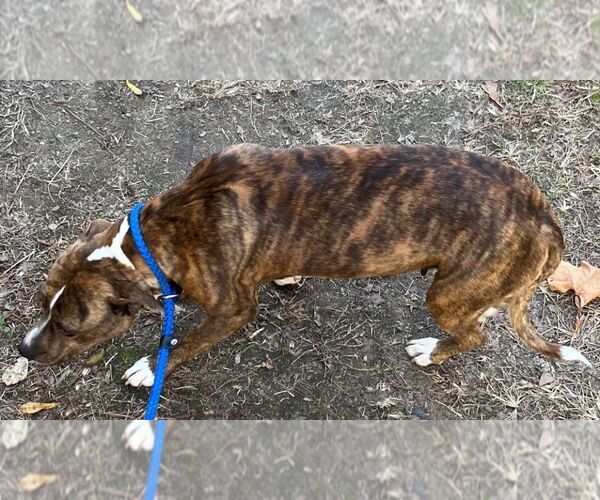 Medium Photo #2 Mutt Puppy For Sale in Tarboro, NC, USA