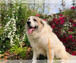 Small #24 Great Pyrenees