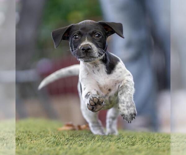 Medium Photo #2 Mutt Puppy For Sale in San Diego, CA, USA