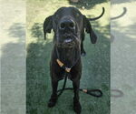 Small #7 Great Dane Mix