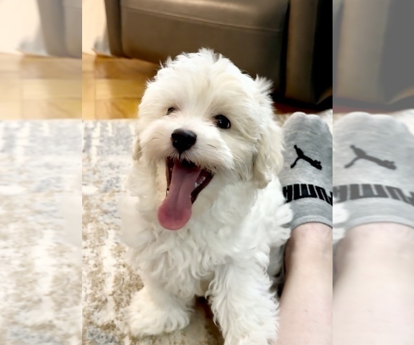 Medium Photo #1 Maltipoo Puppy For Sale in ALEXANDRIA, VA, USA