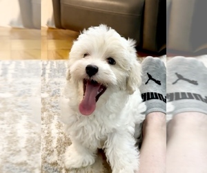 Medium Maltipoo