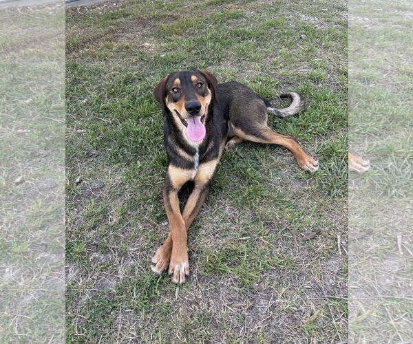 Medium Photo #2 Shepradors Puppy For Sale in McKinney, TX, USA