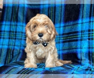 Cavapoo Puppy for sale in LAKELAND, FL, USA