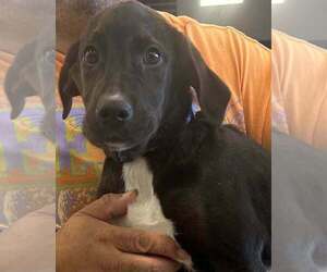 Golden Labrador Dogs for adoption in Palatine/Kildeer/Buffalo grove, IL, USA