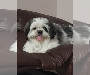 Father of the Shih Tzu puppies born on 06/20/2019