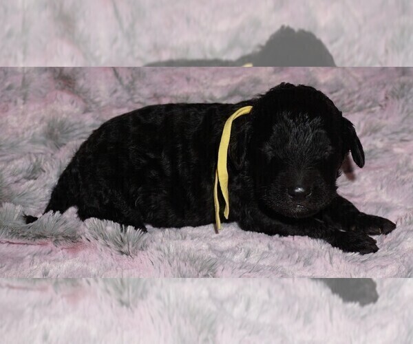 Medium Photo #3 Labradoodle Puppy For Sale in LA HABRA, CA, USA