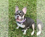 Small French Bulldog