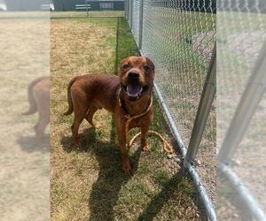Rottweiler-Unknown Mix Dogs for adoption in Louisville, KY, USA