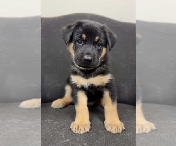 Medium Photo #2 German Shepherd Dog-Unknown Mix Puppy For Sale in Bemidji, MN, USA