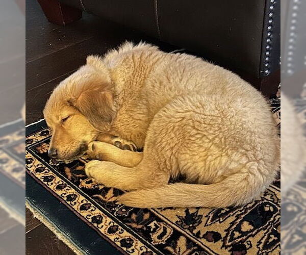 Medium Photo #4 Golden Retriever-Unknown Mix Puppy For Sale in Brooklyn Center, MN, USA