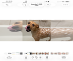 Small #3 Rhodesian Ridgeback Mix