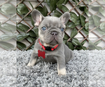 Small Photo #7 French Bulldog Puppy For Sale in LEHIGH ACRES, FL, USA