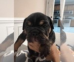 Small #5 English Bulldog