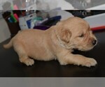 Small Photo #22 Golden Retriever Puppy For Sale in POULSBO, WA, USA