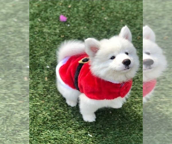 Medium Photo #3 Samoyed Puppy For Sale in WINNETKA, CA, USA