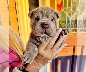 Chinese Shar-Pei Puppy for sale in CARTERSVILLE, GA, USA