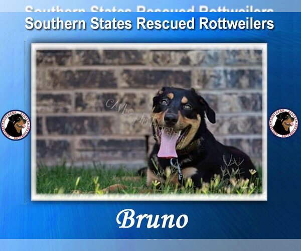 Medium Photo #1 Rottweiler Puppy For Sale in White Hall, AR, USA
