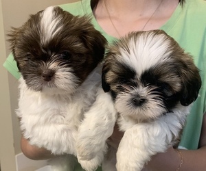 Shih Tzu Puppy for sale in BATON ROUGE, LA, USA