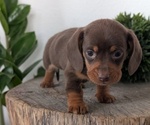 Small #6 Dachshund