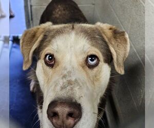 Huskies -Unknown Mix Dogs for adoption in Las Vegas, NM, USA