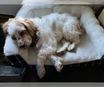 Small #2 Cocker Spaniel