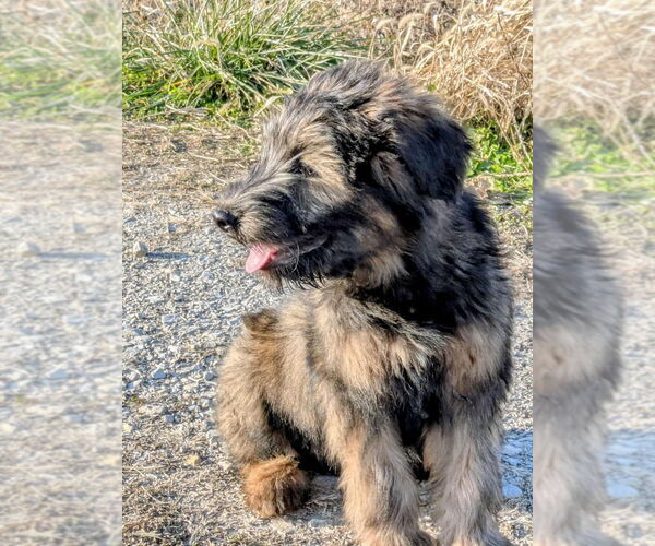 Medium Photo #4 Labrador Retriever-Unknown Mix Puppy For Sale in Aurora, IN, USA