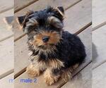 Small #7 Yorkshire Terrier