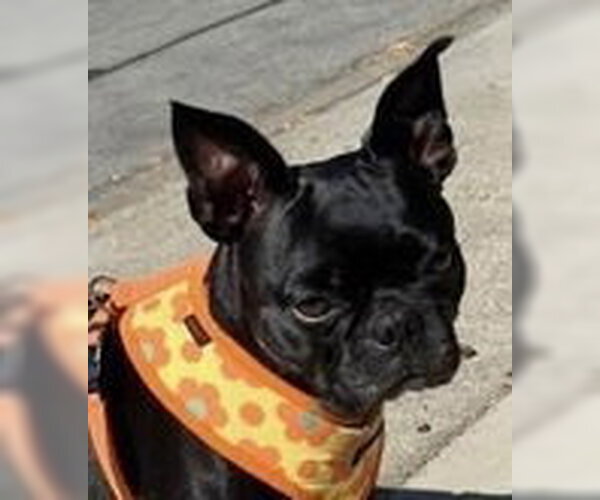 Medium Photo #2 French Bulldog Puppy For Sale in Fremont, CA, USA