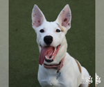 Small #10 Carolina Dog Mix