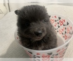 Small Photo #11 Pomeranian Puppy For Sale in BUSH, LA, USA