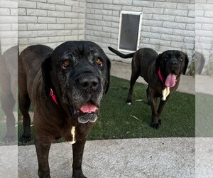 Flora - REDUCED ADOPTION DONATION - Female Mastiff Dog for Adoption - Photo #8
