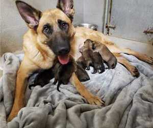 German Shepherd Dog-Malinois Mix Puppy for sale in SHREVEPORT, LA, USA