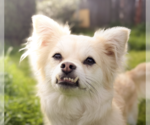 Small pomeranian spitz Mix