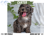 Small #12 Poodle (Toy)