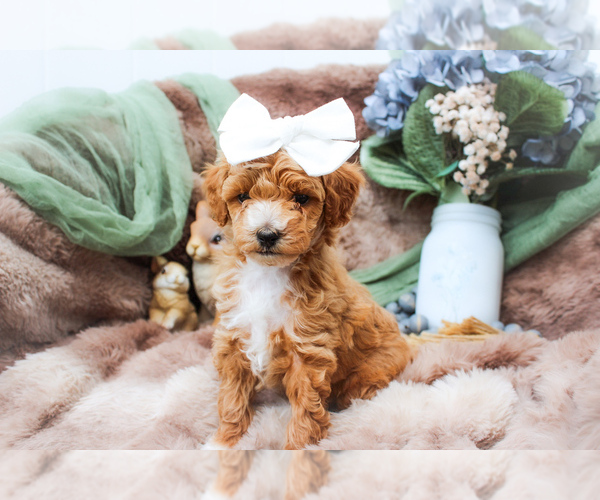 Medium Photo #1 Sheepadoodle Puppy For Sale in FAYETTEVILLE, NC, USA