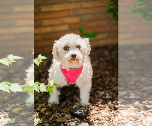 Maltese Dogs for adoption in St. Louis Park, MN, USA