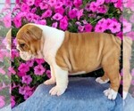Small Photo #3 Bulldog Puppy For Sale in ARTHUR, IL, USA