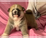Small Photo #7 Akita Puppy For Sale in LA QUINTA, CA, USA