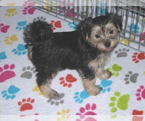 Morkie Puppy for sale in ORO VALLEY, AZ, USA