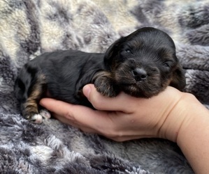 Cavapoo Puppy for sale in CAMPBELLSVILLE, KY, USA