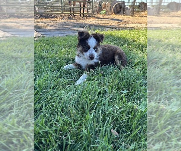 Medium Photo #6 Miniature Australian Shepherd Puppy For Sale in ELK GROVE, CA, USA