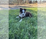 Small #5 Miniature Australian Shepherd