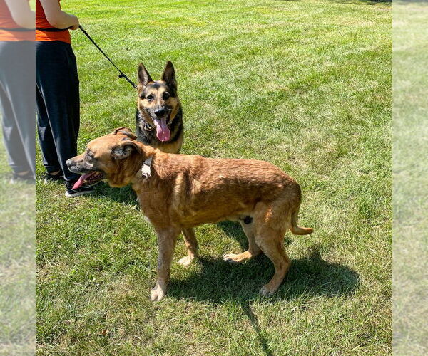Medium Photo #4 German Shepherd Dog Puppy For Sale in Millburn, NJ, USA