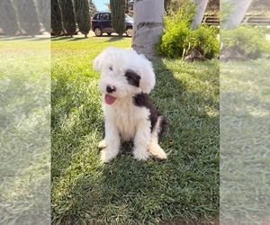 Old English Sheepdog Puppy for sale in PERRIS, CA, USA